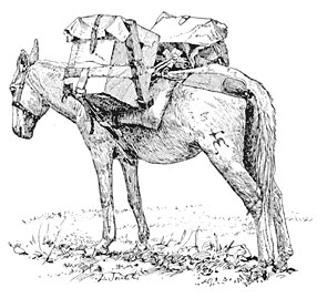 The Photographic Mule.