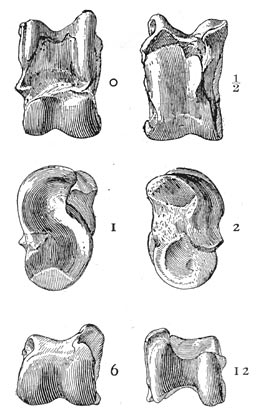 Value of the Different Sides of a Knuckle-bone.