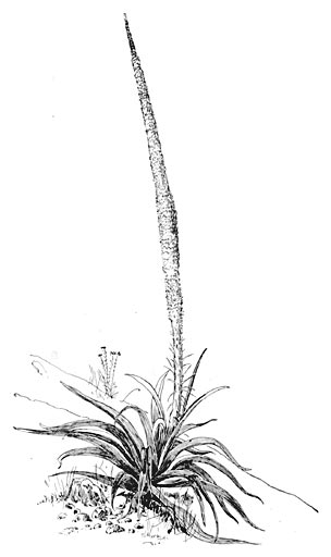 The Amole, a Species of Agave.